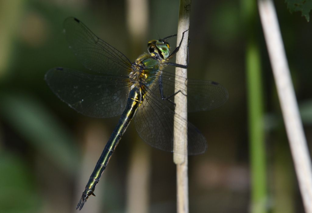 Somatochlora metallica ?